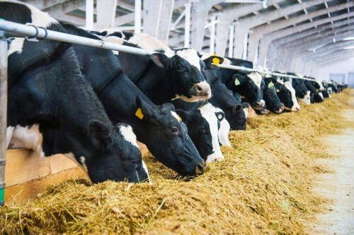 home-about-animal-husbandry